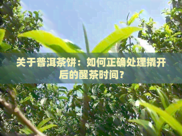 关于普洱茶饼：如何正确处理撬开后的醒茶时间？