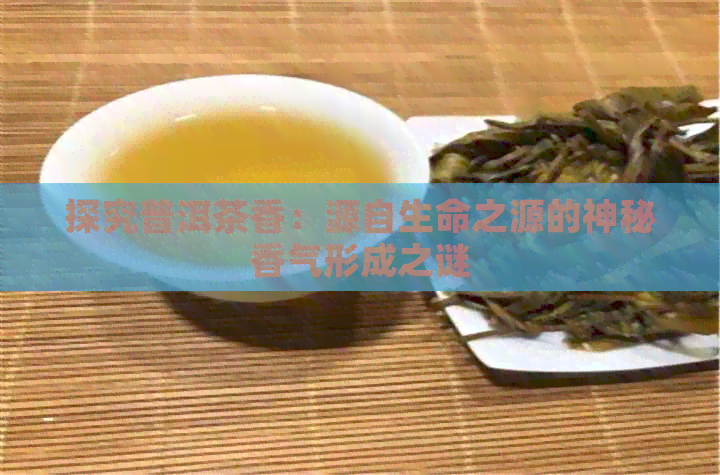 探究普洱茶香：源自生命之源的神秘香气形成之谜