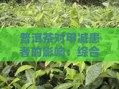 普洱茶对甲减患者的影响：综合研究与饮用建议