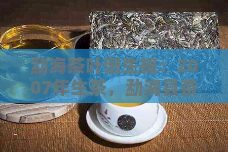 勐海茶叶倒生根：2007年生茶，勐海县茶叶