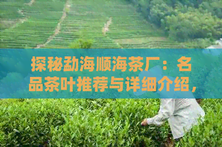 探秘勐海顺海茶厂：名品茶叶推荐与详细介绍，让你畅饮优质好茶