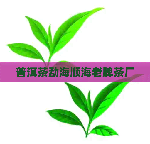 普洱茶勐海顺海老牌茶厂