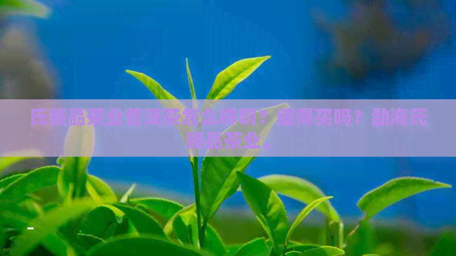 氏臻品茶业普洱茶怎么样啊？值得买吗？勐海氏臻品茶业。