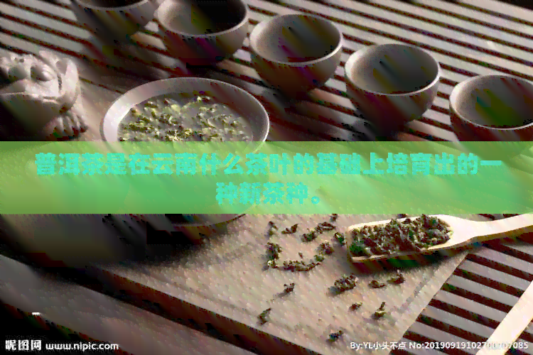 普洱茶是在云南什么茶叶的基础上培育出的一种新茶种。