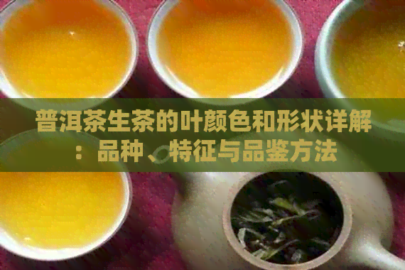 普洱茶生茶的叶颜色和形状详解：品种、特征与品鉴方法