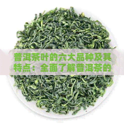 普洱茶叶的六大品种及其特点：全面了解普洱茶的分类与品质