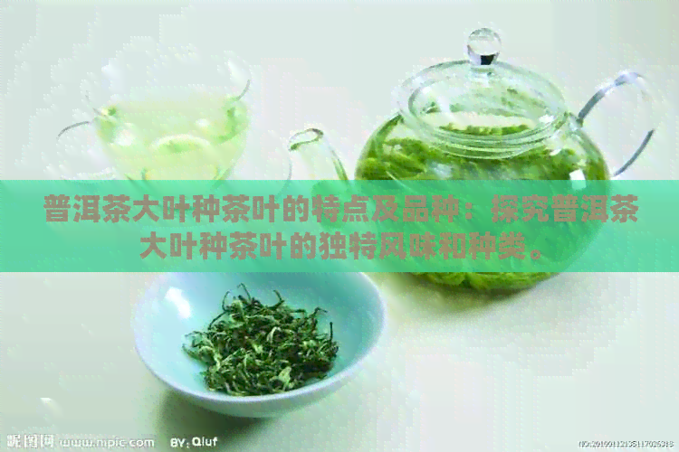 普洱茶大叶种茶叶的特点及品种：探究普洱茶大叶种茶叶的独特风味和种类。