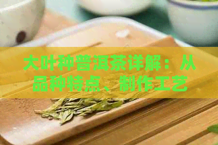 大叶种普洱茶详解：从品种特点、制作工艺到品鉴要点的全面指南