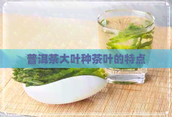 普洱茶大叶种茶叶的特点