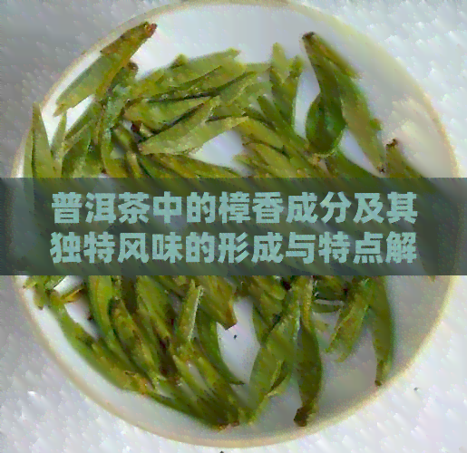 普洱茶中的樟香成分及其独特风味的形成与特点解析