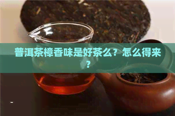 普洱茶樟香味是好茶么？怎么得来？