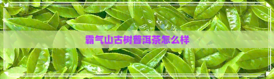 霸气山古树普洱茶怎么样