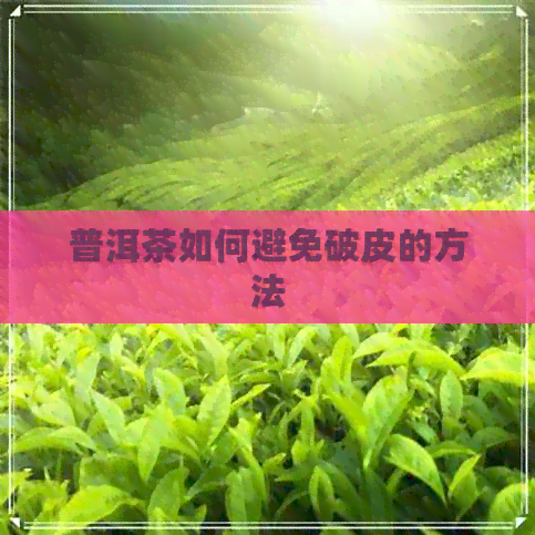 普洱茶如何避免破皮的方法