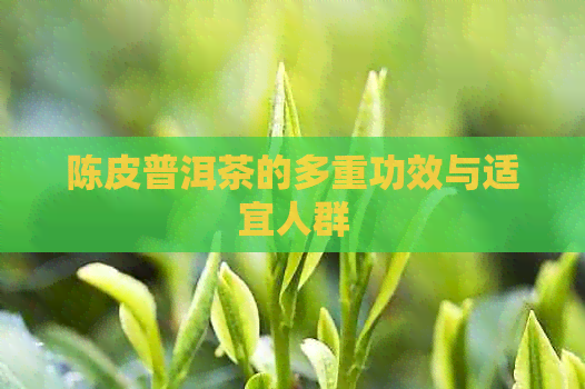 陈皮普洱茶的多重功效与适宜人群