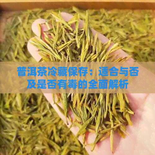 普洱茶冷藏保存：适合与否及是否有的全面解析