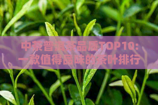 中茶普洱茶品质TOP10:一款值得品味的茶叶排行榜