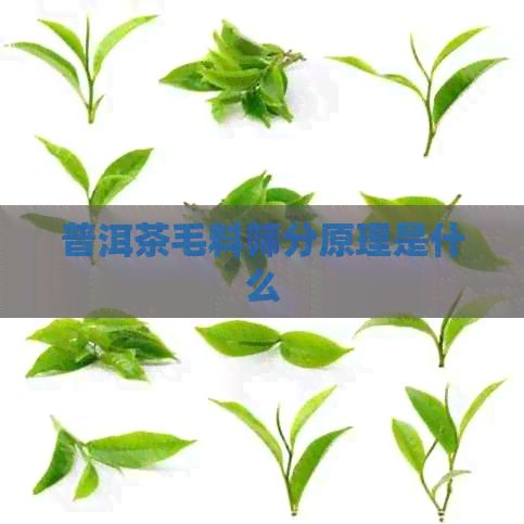 普洱茶毛料筛分原理是什么