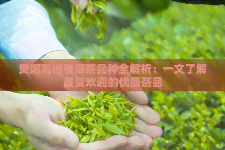 贵阳高档普洱茶品种全解析：一文了解更受欢迎的优质茶品