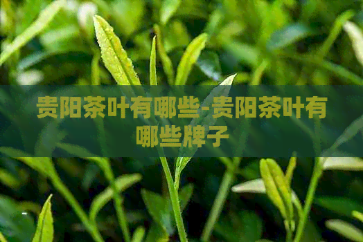 贵阳茶叶有哪些-贵阳茶叶有哪些牌子