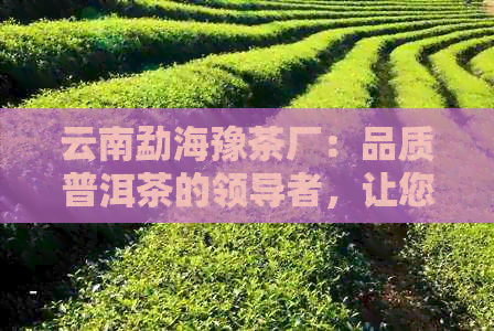 云南勐海豫茶厂：品质普洱茶的领导者，让您品尝地道云南味道