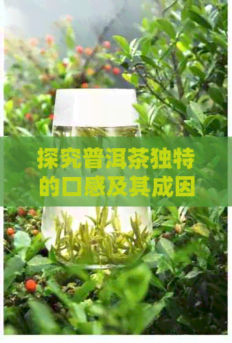 探究普洱茶独特的口感及其成因