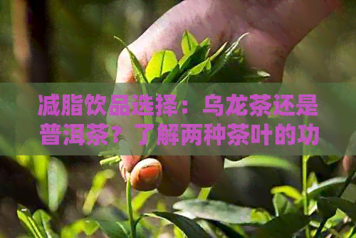 减脂饮品选择：乌龙茶还是普洱茶？了解两种茶叶的功效与适用场景