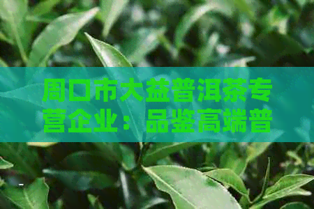 周口市大益普洱茶专营企业：品鉴高端普洱茶的首选之地