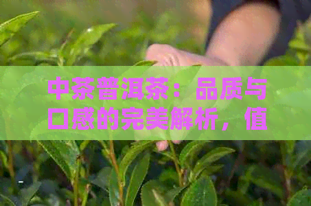 中茶普洱茶：品质与口感的完美解析，值得一试的好喝生茶