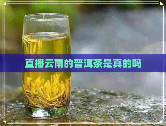 直播云南的普洱茶是真的吗