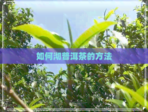 如何沏普洱茶的方法