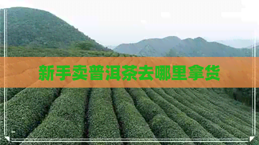 新手卖普洱茶去哪里拿货