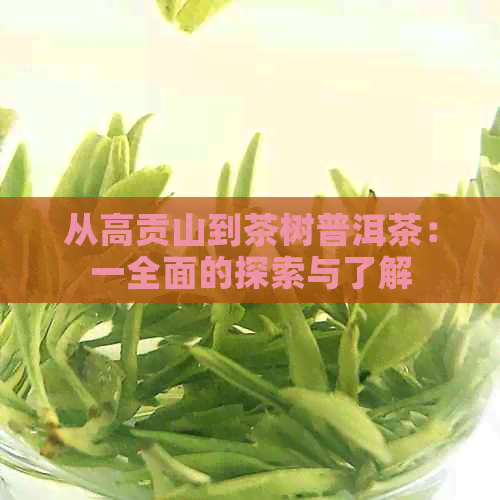 从高贡山到茶树普洱茶：一全面的探索与了解