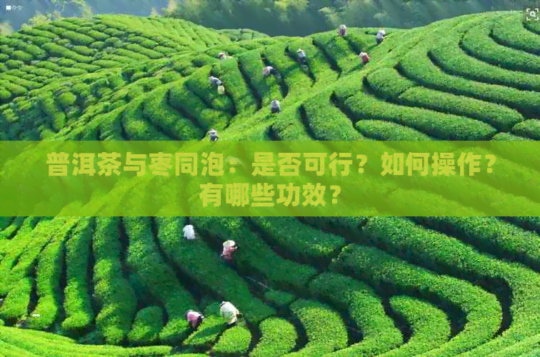 普洱茶与枣同泡：是否可行？如何操作？有哪些功效？