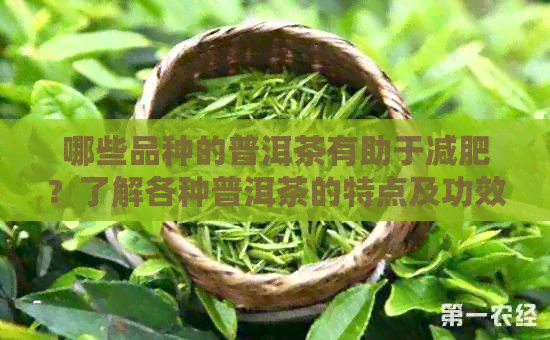 哪些品种的普洱茶有助于减肥？了解各种普洱茶的特点及功效