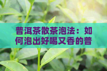 普洱茶散茶泡法：如何泡出好喝又香的普洱茶散茶