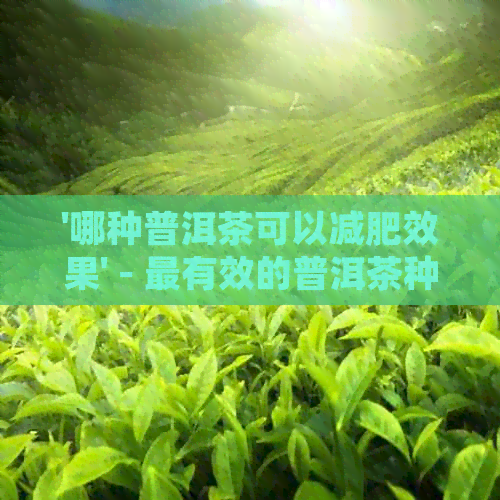 '哪种普洱茶可以减肥效果' - 最有效的普洱茶种类与口感对比