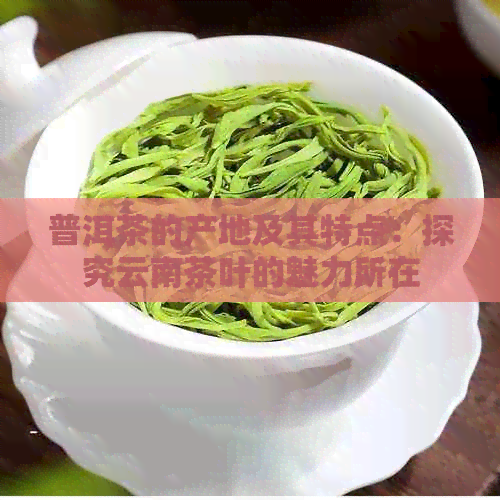 普洱茶的产地及其特点：探究云南茶叶的魅力所在