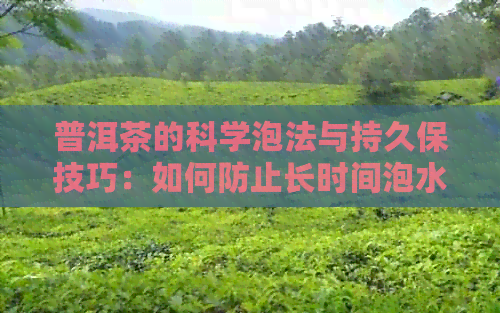 普洱茶的科学泡法与持久保技巧：如何防止长时间泡水导致的茶叶变质