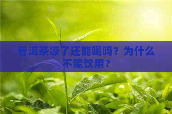 普洱茶凉了还能喝吗？为什么不能饮用？