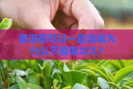 普洱茶可以一直泡嘛为什么不能喝太久？