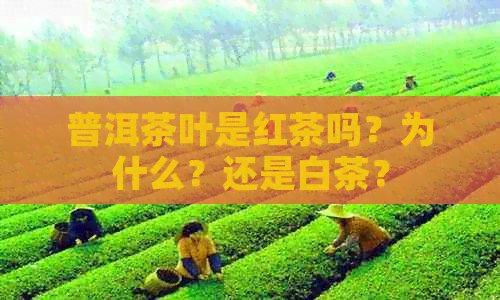 普洱茶叶是红茶吗？为什么？还是白茶？