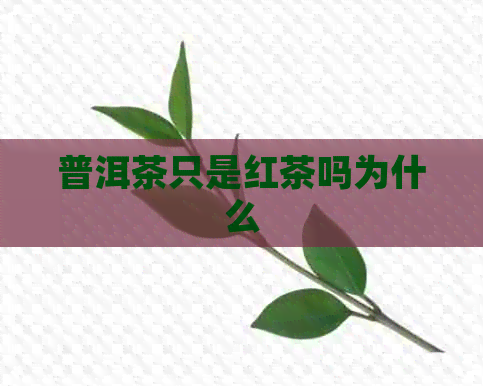 普洱茶只是红茶吗为什么