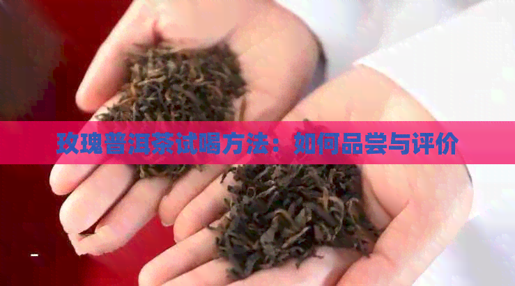 玫瑰普洱茶试喝方法：如何品尝与评价