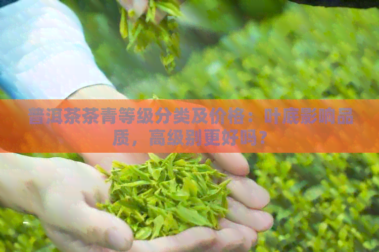 普洱茶茶青等级分类及价格：叶底影响品质，高级别更好吗？