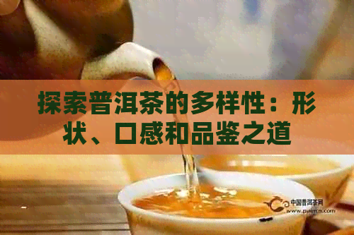 探索普洱茶的多样性：形状、口感和品鉴之道