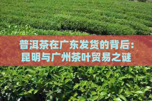 普洱茶在广东发货的背后：昆明与广州茶叶贸易之谜