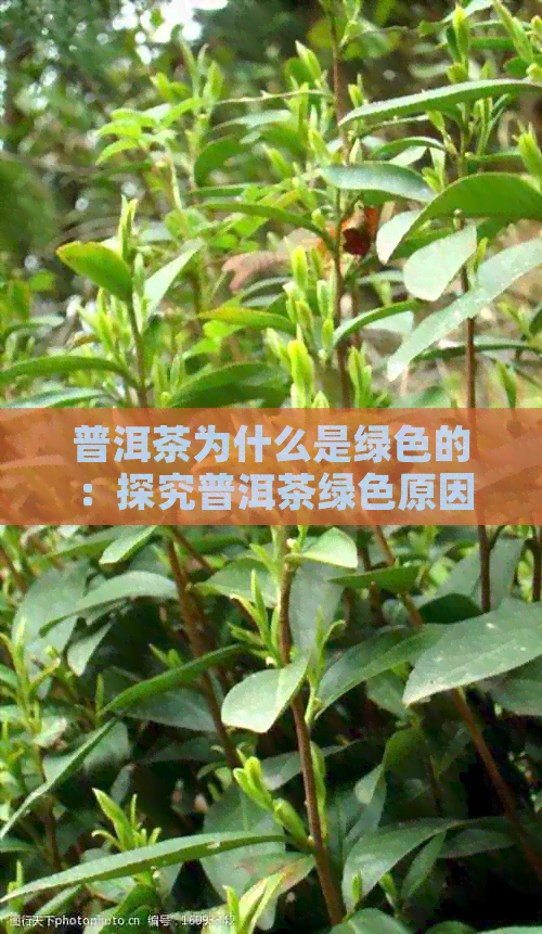 普洱茶为什么是绿色的：探究普洱茶绿色原因及成分