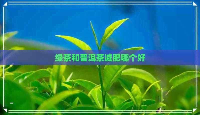 绿茶和普洱茶减肥哪个好