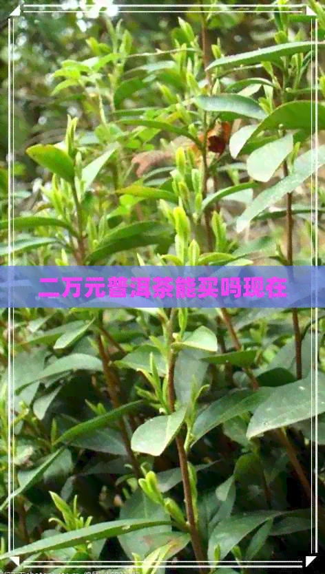 二万元普洱茶能买吗现在