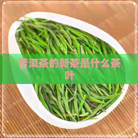 普洱茶的新茶是什么茶叶